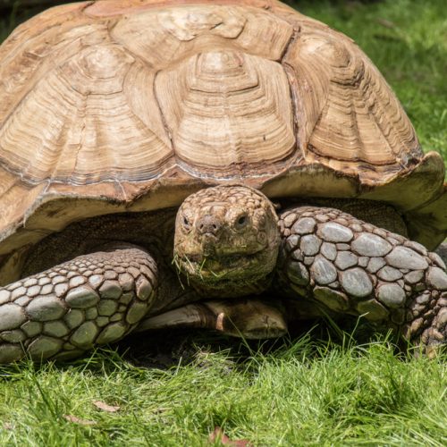 African Spurred Tortoise A male African spurred tortoise at the Oregon Zoo. ©Oregon Zoo / photo by Kathy Street