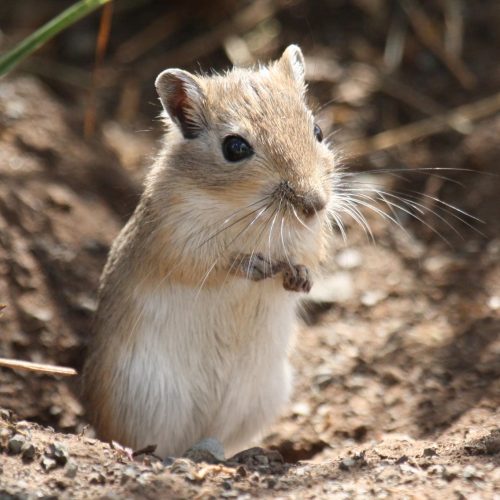 Meriones_unguiculatus_(wild) Meriones_unguiculatus_(wild)