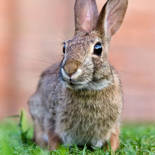 New-World-Sylvilagus-cottontail-rabbits New-World-Sylvilagus-cottontail-rabbits