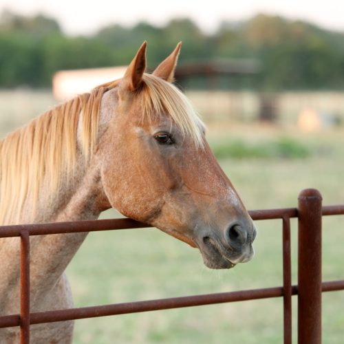 horse-study-1-scaled horse-study-1-scaled